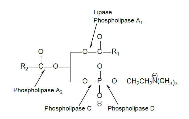 Figure 2.Enzymatic conversion possibilities of phosphatidylcholine
