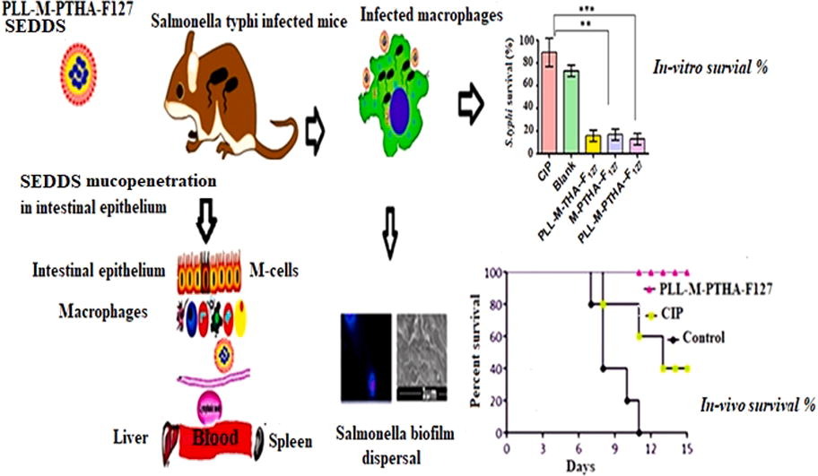 graphical abstract of Development of poly-L-lysine multi-functionalized muco-penetrating self- emulsifying drug delivery system (SEDDS) for improved solubilization and targeted delivery of ciprofloxacin against intracellular Salmonella typhi