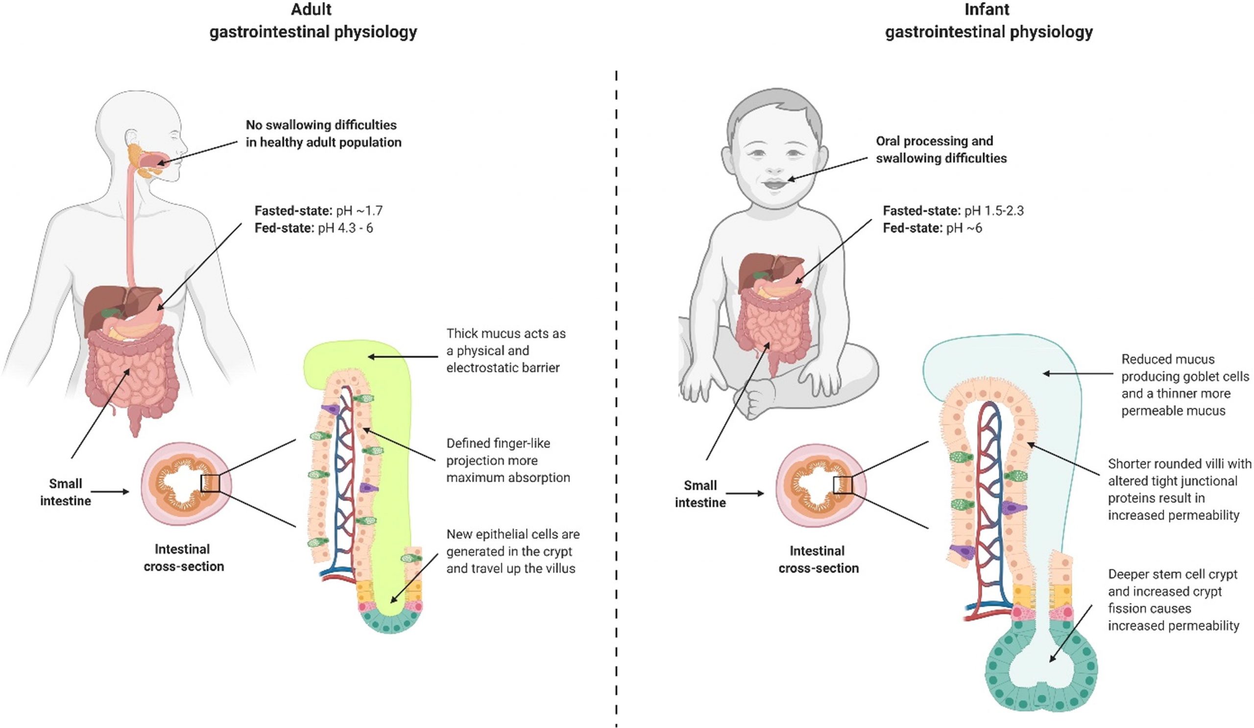 The physiological barriers to delivering oral macromolecular drugs in infants differ from adults.