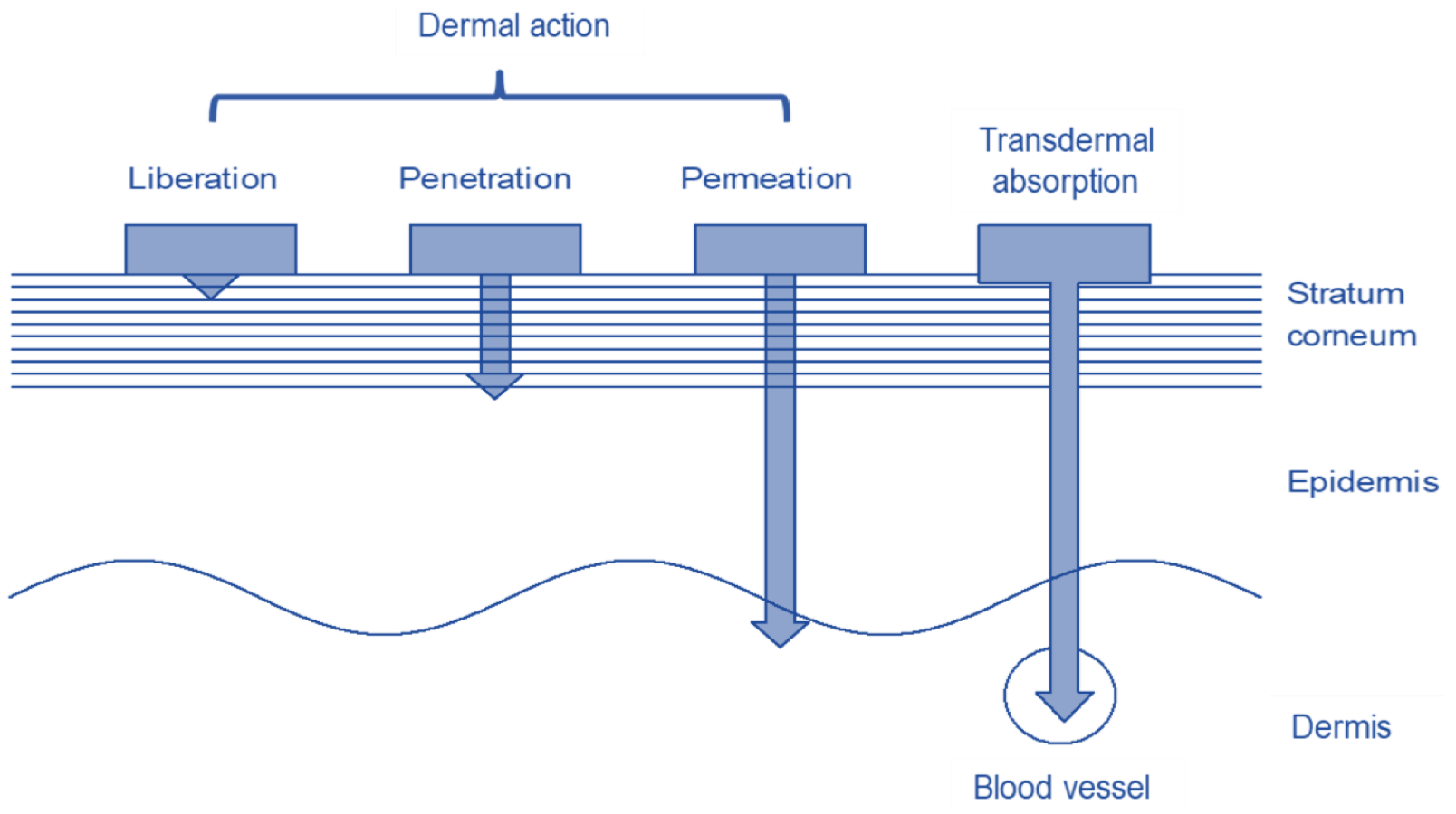 Structure of the skin with the different penetration depths of the dermal and transdermal systems