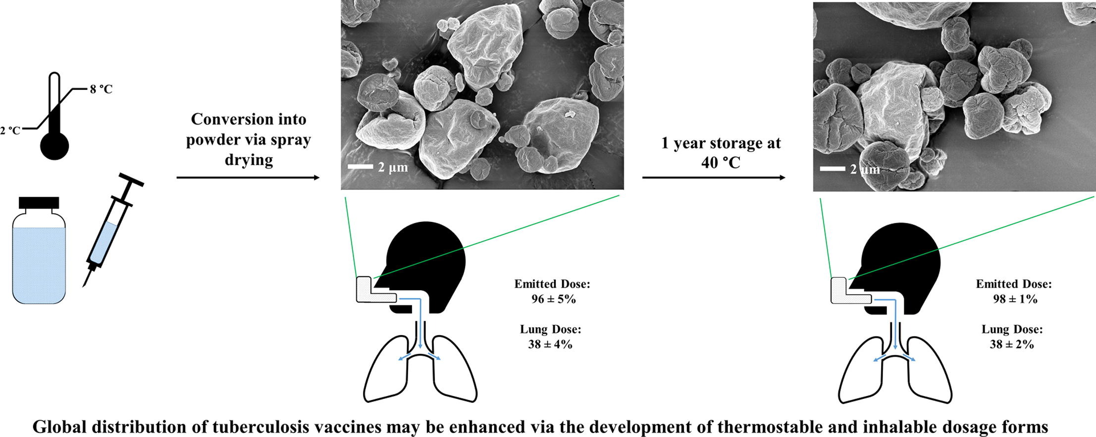 graphical abstract of Evaluation of the stability of a spray-dried tuberculosis vaccine candidate designed for dry powder respiratory delivery