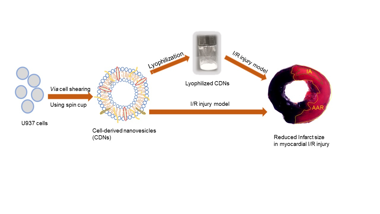 graphical abstract of Lyophilization Preserves the Intrinsic Cardioprotective Activity of Bioinspired Cell-Derived Nanovesicles
